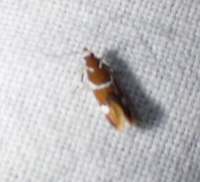 Promalactis suzukiella