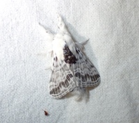Tolype notialis
