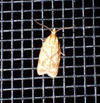Sparganothis sulfureana