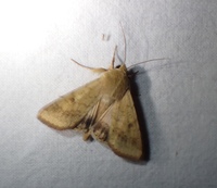 Helicoverpa zea