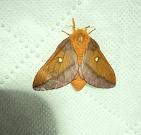 Anisota virginiensis