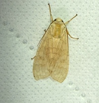 Halysidota unidentified species