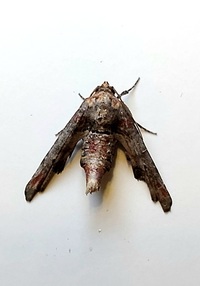 Marathyssa inficita
