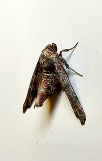 Marathyssa inficita