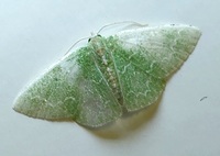 Synchlora frondaria