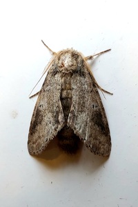 Lochmaeus manteo