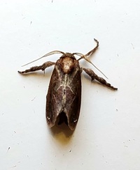 Adoneta spinuloides