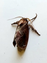 Adoneta spinuloides