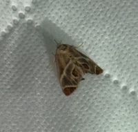 Apoda biguttata