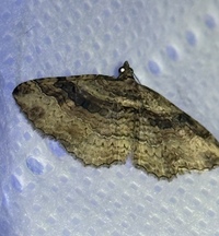 Costaconvexa centrostrigaria