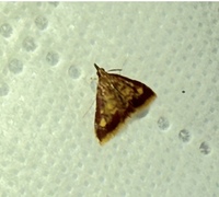 Pyrausta acrionalis