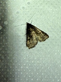 Tetanolita mynesalis