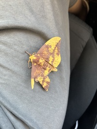 Eacles imperialis
