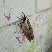 Ceratomia amyntor