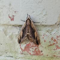 Ceratomia amyntor