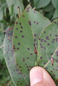 Coptodisca diospyriella