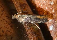 Chionodes mediofuscella