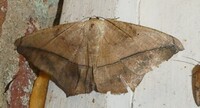 Prochoerodes lineola