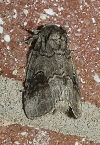 Lochmaeus bilineata