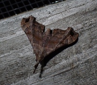 Palthis asopialis