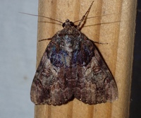 Catocala muliercula