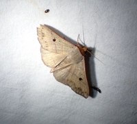 Panopoda rufimargo