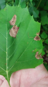 Ectoedemia platanella