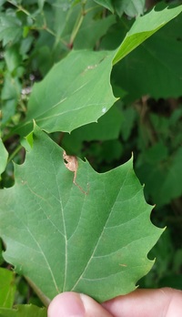 Ectoedemia clemensella