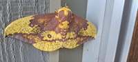 Eacles imperialis