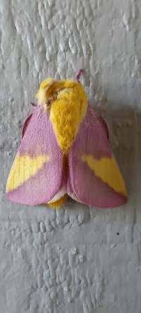 Dryocampa rubicunda