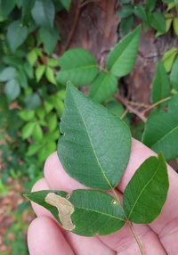 Cameraria guttifinitella