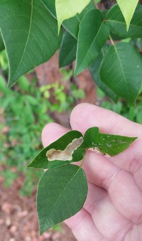 Cameraria guttifinitella