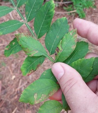 Stigmella intermedia