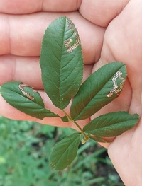 Stigmella rosaefoliella