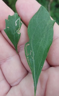 Bucculatrix ivella