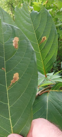 Mompha solomoni
