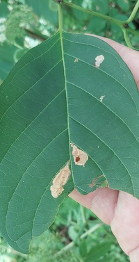 Mompha solomoni