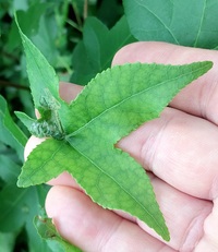 Phyllocnistis liquidambarisella