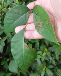 Stigmella rhoifoliella