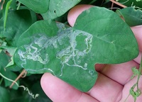 Marmara new species 23 - on Passiflora