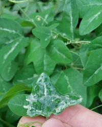 Marmara new species 23 - on Passiflora