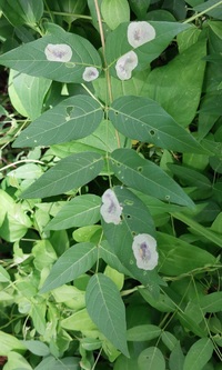 Anarsioses aberrans