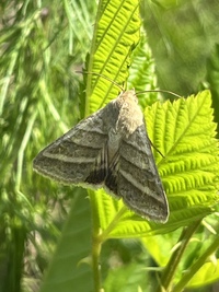Chloridea virescens
