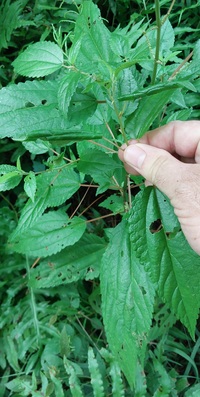 Patania silicalis