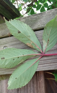Phyllocnistis ampelopsiella