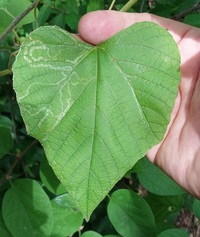 Phyllocnistis vitegenella