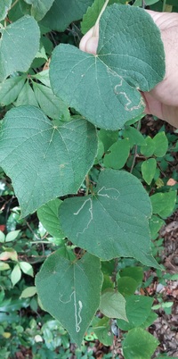 Phyllocnistis vitifoliella