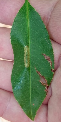 Phyllonorycter unidentified species