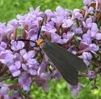 Cisseps fulvicollis