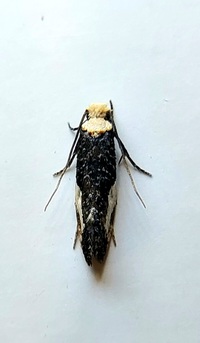 Monopis longella